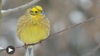 Gartenvögel im Winter